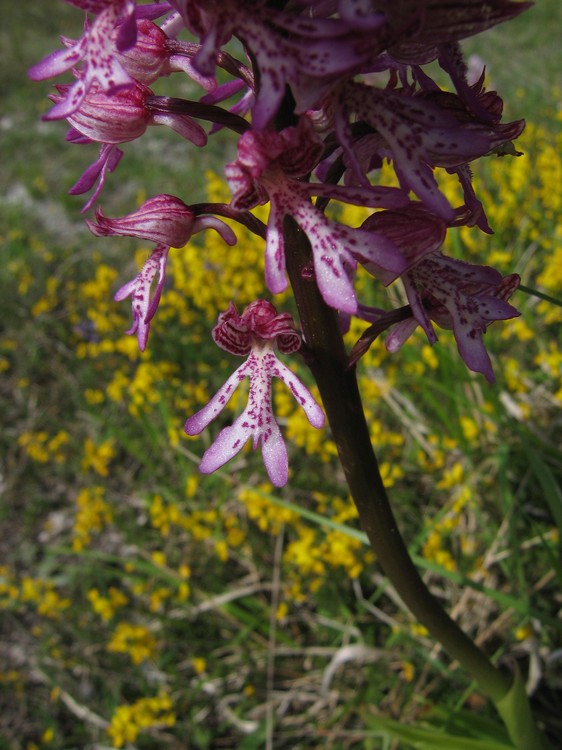 Orchis x hybrida